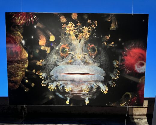 Planet Ozean - berauschende Bilder