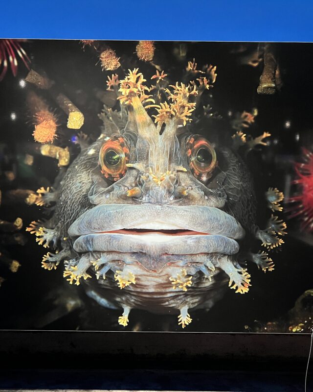 Planet Ozean - berauschende Bilder